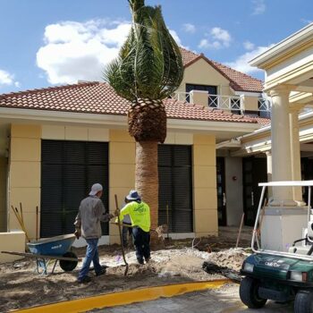 Canary Island Date Palm Installation At Ibis