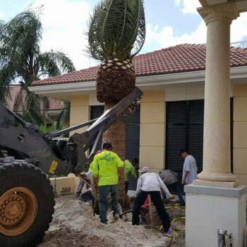 Canary Island Date Palm Installation At Ibis#2