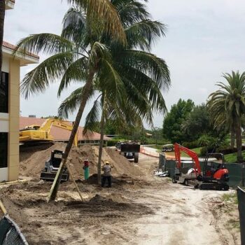 Ibis Phase II Construction Foxtail And Coconut Palm Installation#2