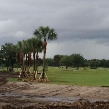 Canary Island Date Palm Installation At Ibis#2